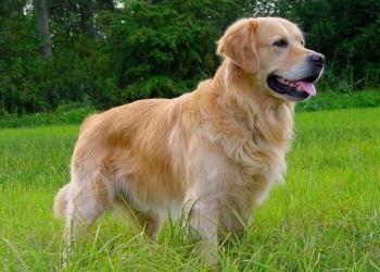 GOLDEN RETRIEVER AMERICAN E ENGLISH CREAM: STESSA RAZZA MA PICCOLE DIFFERENZE