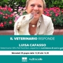 CANE E GATTO CHE INVECCHIA: ECCO COSA SUCCEDE AL LORO CORPO