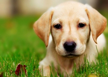 LABRADOR RETRIEVER: TUTTI I SEGRETI DI QUESTO CANE CHE SORRIDE