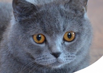 GATTO CI COVA: SCOPRI TUTTI I SEGRETI DEL BRITISH SHORTHAIR