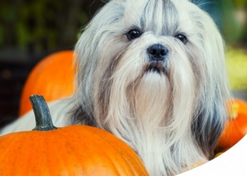 TUTTI I BENEFICI DELLA ZUCCA PER L'ALIMENTAZIONE DI CANE E GATTO