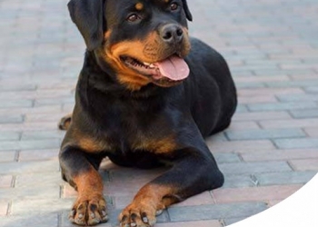 ROTTWEILER: CARATTERE, CARATTERISTICHE E STORIA