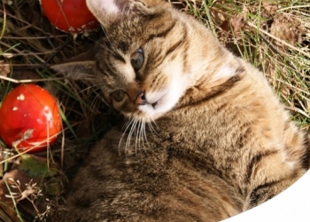 ALIMENTAZIONE OLISTICA PER CANE E PER GATTO: COS'È E COME FUNZIONA