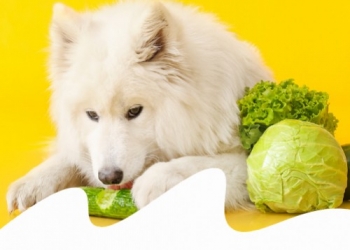 ALIMENTAZIONE VEGAN E VEGETARIANA PER CANI E GATTI: È GIUSTA OPPURE NO?