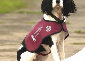 AIUTARE CHI NON SENTE: I CANI GUIDA PER NON UDENTI, GLI 'HEARING DOGS'