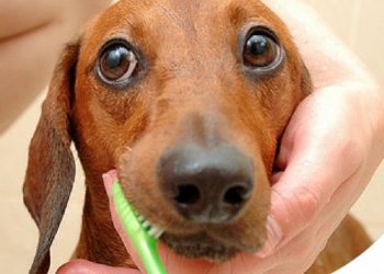 RIMEDI ALLE MALATTIE DELLA BOCCA DI CANE E GATTO: 10 CONSIGLI UTILI