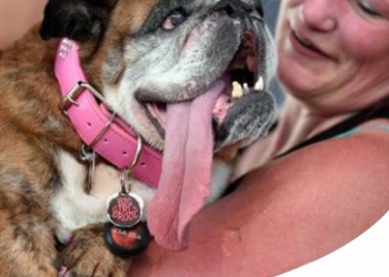 IL CANE PIÙ BRUTTO DEL MONDO: SI CHIAMA ZSA ZSA ED È UN BULLDOG