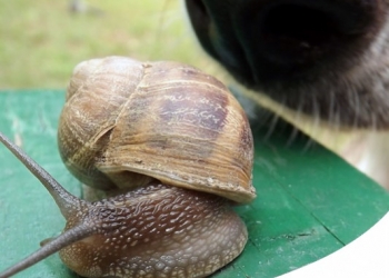 ANGIOSTRONGYLUS: UN PARASSITA CHE MINACCIA CUORE E POLMONI DI CANE E GATTO