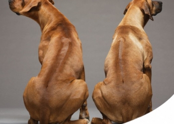 RHODESIAN RIDGEBACK: CARATTERE, CARATTERISTICHE E STORIA