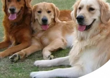 GOLDEN RETRIEVER: CARATTERE E CARATTERISTICHE DI QUESTA RAZZA