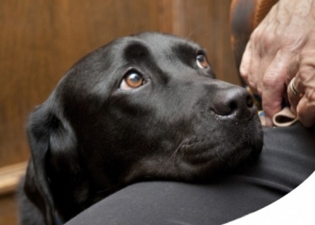 CAMBIARE IL CODICE CIVILE PER CANI E GATTI: DA 'COSE MOBILI' A ESSERI SENZIENTI