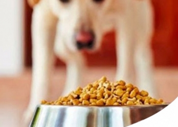 GIORNATA DELL'ALIMENTAZIONE 2018: I MIGLIORI ALIMENTI PER CANE E GATTO 