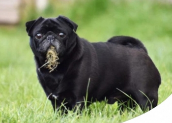 PERCHÈ IL CANE MANGIA L'ERBA? I MOTIVI CHE NON TI ASPETTAVI