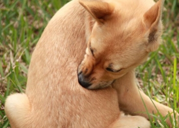 PULCI, ZECCHE E PARASSITI: COME LIBERARSENE PER LA SALUTE DI CANE E GATTO