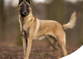 CANE SPORTIVO, DA LAVORO O CACCIA: MIGLIORI DIETE E INTEGRATORI PER LA SALUTE