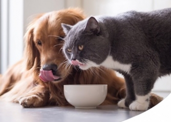 LIMITED INGREDIENTS DOG FOOD: COSA SONO I LID E PERCHÈ SCEGLIERLI