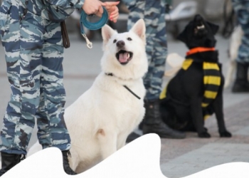 GIORNATA MONDIALE DEL CANE 2021: I CANI EROI!