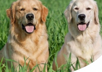 DERMATITE ATOPICA DI GOLDEN E LABRADOR RETRIEVER: I FATTORI AMBIENTALI CONTANO