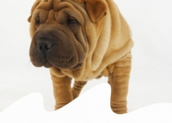 INTERTRIGINE NEI CANI 'RUGOSI': LA DERMATITE CHE COLPISCE SHARPEI, BULLDOG...