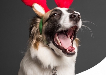 UN NATALE SPECIALE: ECCO COSA REGALEREMO A CANE E GATTO QUEST'ANNO!