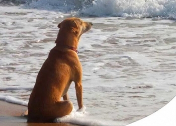 CANE AL MARE: COSA E' PERMESSO, COSA NO E COSA NON DEVE MANCARE