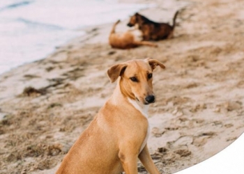 L'ACQUA DI MARE FA MALE AL CANE? 