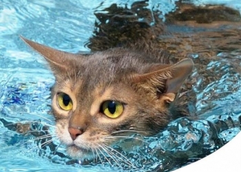 TUTTI I GATTI HANNO PAURA DELL'ACQUA? ECCO LE RAZZE CHE AMANO FARE IL BAGNETTO