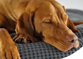 CANE CHE SCALCIA E ABBAIA MENTRE DORME: COME RICONOSCERE IL SONNAMBULISMO