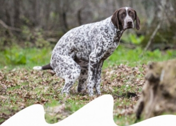 STITICHEZZA NEL CANE E NEL GATTO: CAUSE E RIMEDI 