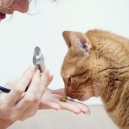 COME SOMMINISTRARE I FARMACI AL GATTO