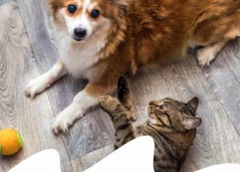 CANE O GATTO ALLERGICO ALL'ANTIPARASSITARIO: COSA SCEGLIERE PER PROTEGGERLO