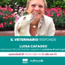 ALIMENTAZIONE DEL CANE E DEL GATTO: FOCUS VETERINARIO