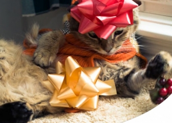 10 IDEE REGALO PER IL TUO CANE E PER IL TUO GATTO