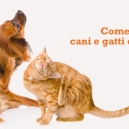 DIFENDERE CANE E GATTO DALLE PULCI